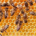 Bee Health Quild